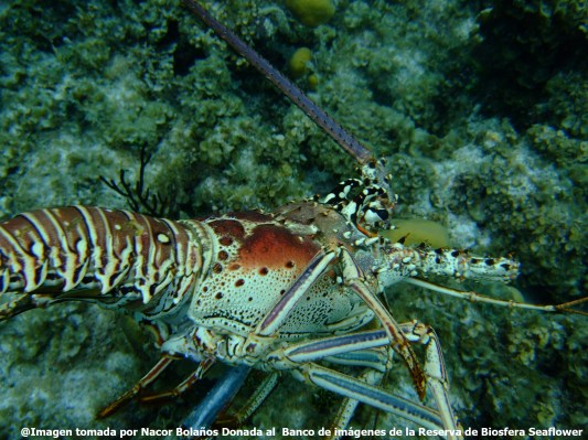 PANURILUS ARGUS